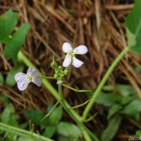 Raphanus raphanistrum L.